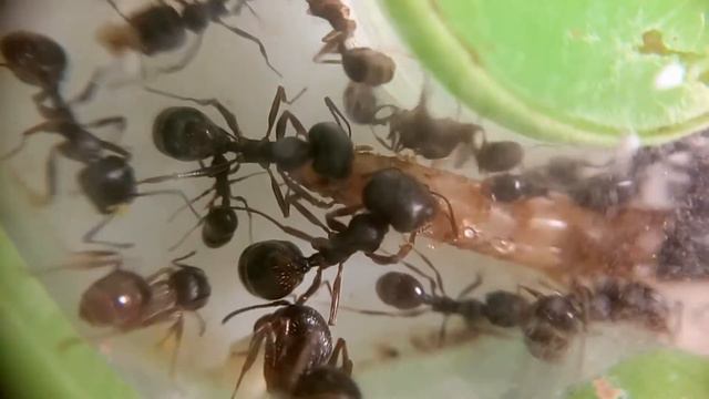 Жнецы пробуют ромашку смотреть онлайн