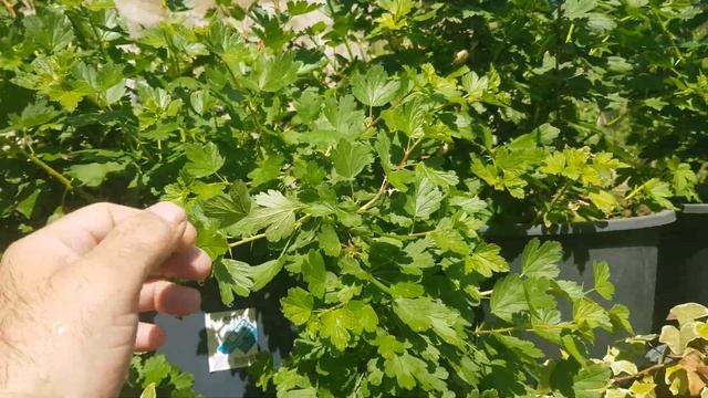 Крыжовник и смородина 2021г. смотреть онлайн