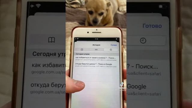 ~Самая добра чихуахуа~| •TikTok• | смотреть онлайн