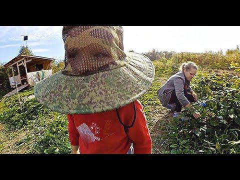 ТОЙ ДЕРЕВНИ БОЛЬШЕ НЕТ || КАК ВЫЖИТЬ В ДЕРЕВНЕ смотреть онлайн