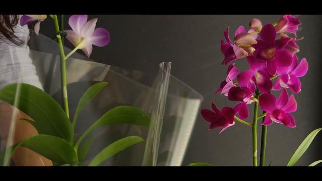 Dos orquídeas dendrobium phalaenopsis Sa Nook смотреть онлайн