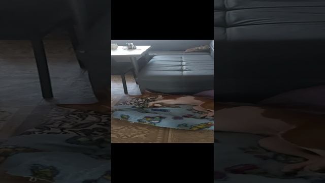 Мой любимчик. смотреть онлайн