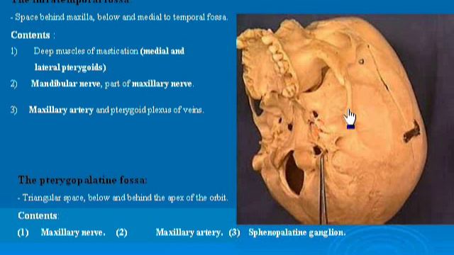 9 Infratemporal & Pterygopalatine fossae د / احمد مصطفى كمال смотреть онлайн