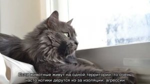 Коты дерутся: основные причины поведения и что можно сделать для отучения