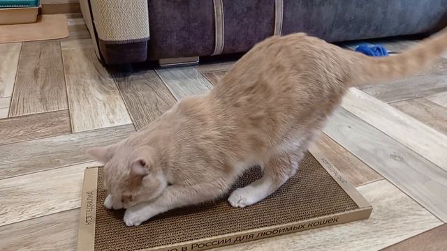 Киттикс когтеточку с детства любит❤️ смотреть онлайн