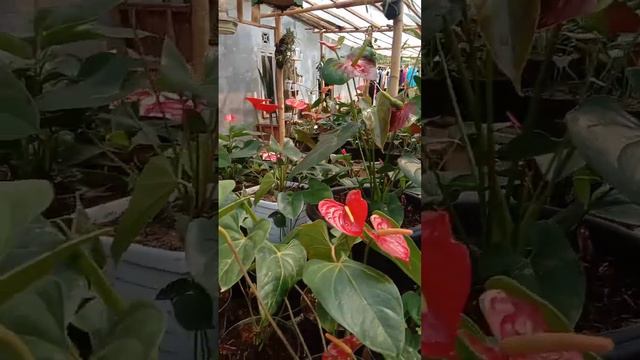 BIBIT ANTHURIUM BUNGA MURAH #vidioviral #plants#ivatplantchanel3058 смотреть онлайн