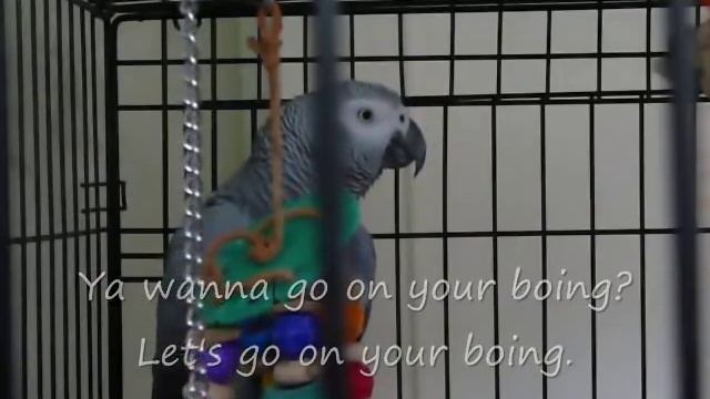 Best talking parrot in the world! Clover knows 350+ words (with subtitles) смотреть онлайн