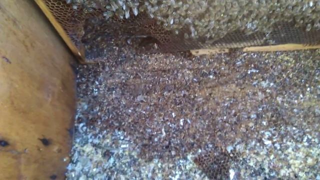 Первый осмотр пчел весной,зима была тяжелой через присуствие мыши.Скоро мороз -5 смотреть онлайн