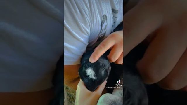 Как определить комолый или рогатый козлёнок смотреть онлайн