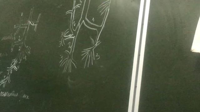 Лёгкие. Строение. Анатомия человека смотреть онлайн