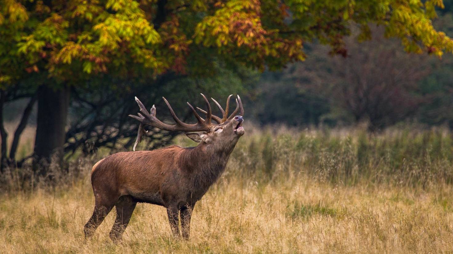 Беловежская Пуща _ Песняры Cover смотреть онлайн