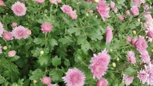 Хризантемы-дубки