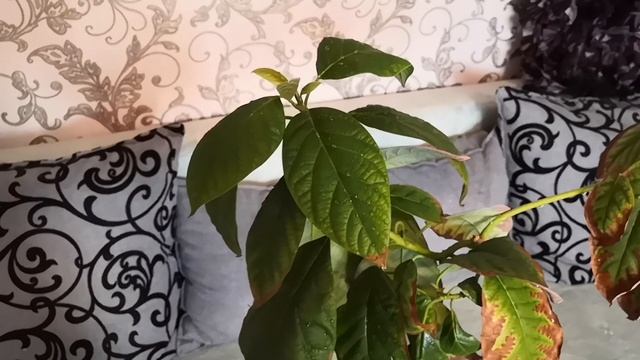 Авокадо из косточки. Стоит ли держать дома авокадо? #авокадо смотреть онлайн