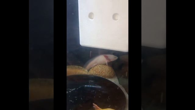 Тема: Приняла роды дома сама🔥Описание: Рыбы как люди порой сами не могут разродиться смотреть онлайн