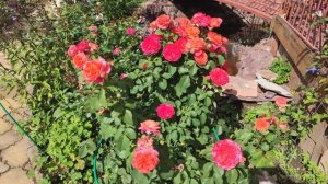 Роза Эмильен Гийо. Самая яркая в саду.