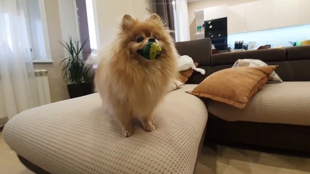 Бешеные игры Баси с авокадышем! смотреть онлайн