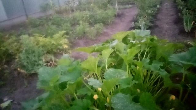 Кабачки сорта КАБАЧОК МОРЯЧОК оставила на СЕМЕНА???Очень Вкусный сорт КАБАЧКОВ? 9 августа 2023?г смотреть онлайн