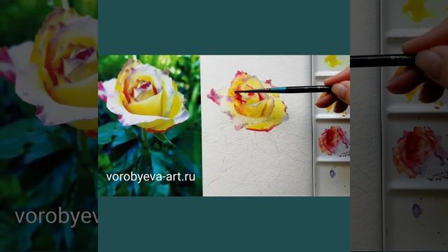 Жёлтая роза акварелью смотреть онлайн