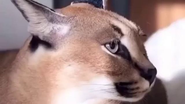 Floppa wednesday смотреть онлайн