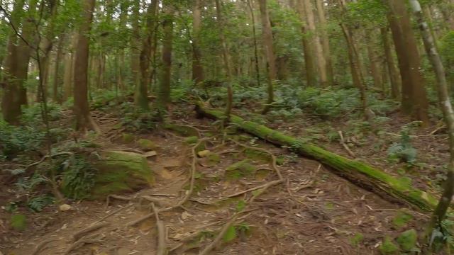 加里山 Hiking на гору Jiali Mountain | Тайвань смотреть онлайн