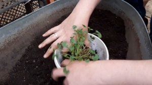 Белый колокольчик Портеншлага! Омоложение куста и черенки.
