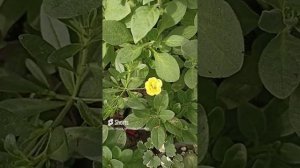 Сибирь. В теплице уже цветут цветы.