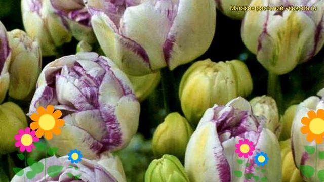 Тюльпан обыкновенный Нормандия. Краткий обзор, описание характеристик Tulipa Normandie