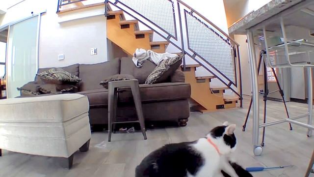 These Cats ZOOM And MRRRP! ? | HYPER-CATS!