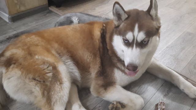 ЮТУБ ЗАБЛОКИРУЮТ ??? ДА ЛАДНО смотреть онлайн