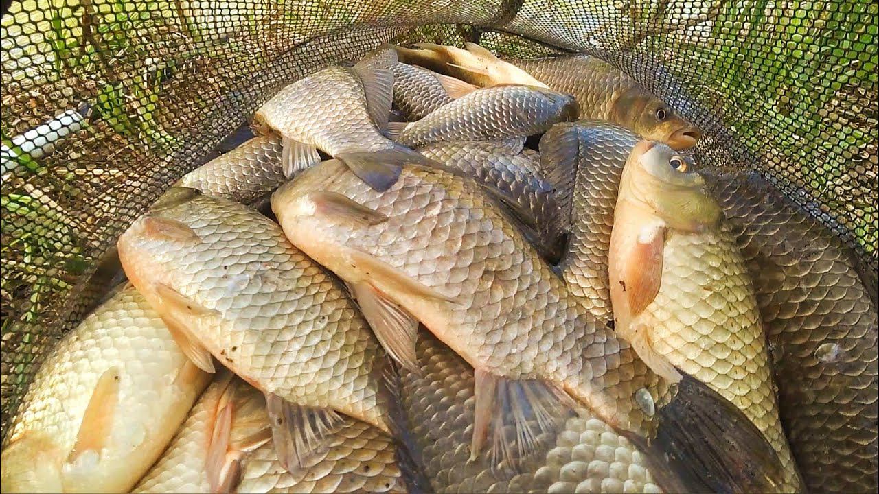 БЕШЕНЫЙ КЛЁВ КРУПНОГО КАРАСЯ на поплавочную удочку. Рыбалка весной. Поплавок крупным планом. смотреть онлайн