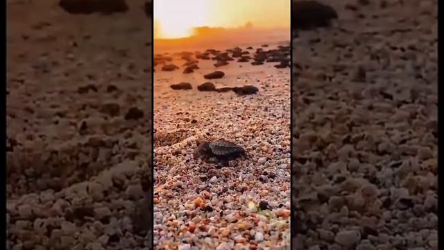 《Эволюция животных》 смотреть онлайн