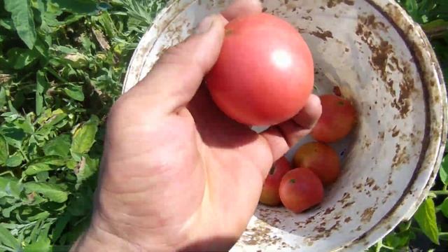 Бордоская жидкость vs Ревус топ+ Акробат что лучше против фитофторы? смотреть онлайн