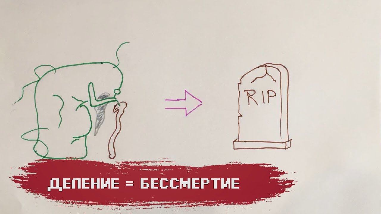 EasyMed. Выпуск #3. Почему мы стареем?