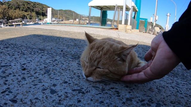 NHK公認！相島で有名な茶トラ猫「こむぎ」くん смотреть онлайн