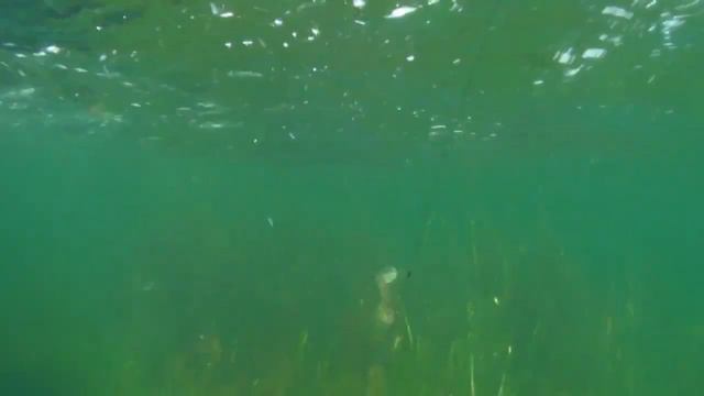 Игра силиконовой приманки, виброхвост под водой смотреть онлайн