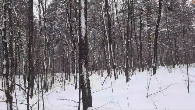 Дуб черешчатый зимой. Небольшой обзор. смотреть онлайн