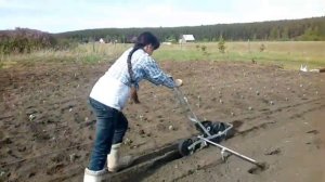 Посадка свеклы. Ручная сеялка EarthWay