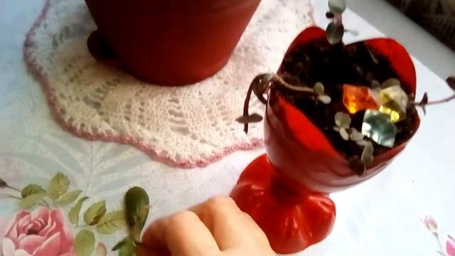 Как размножаю и украшаю Красулу!🌹 смотреть онлайн