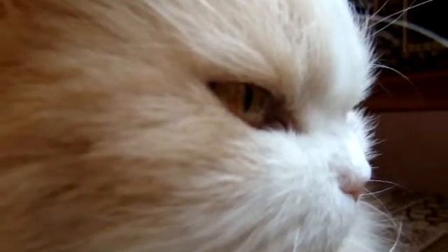 Котик фырчит смотреть онлайн