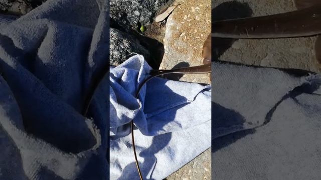 Чем опасен Стингрэй или Скат Хвостокол, Рыбалка во Флориде. Stingray что делать если поймал. смотреть онлайн