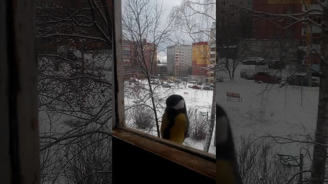 городские синицы зимой смотреть онлайн