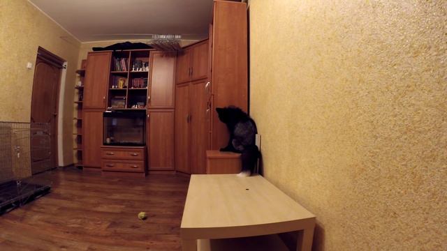 Домашняя лиса вылизывает шкаф / Home fox licking cabinet смотреть онлайн