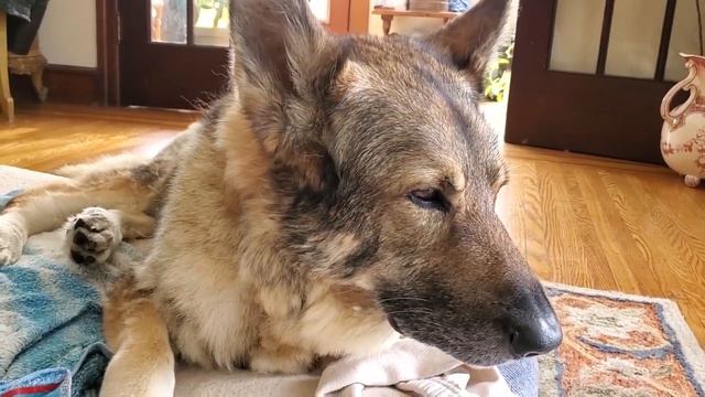 Good Bye Ramses, Good bye ma'boy смотреть онлайн