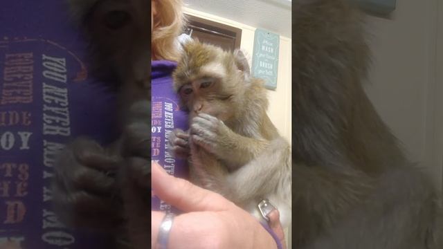 Java Macaque Bites Her Nails смотреть онлайн