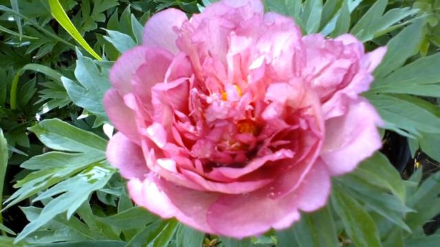 A Julia Rose смотреть онлайн