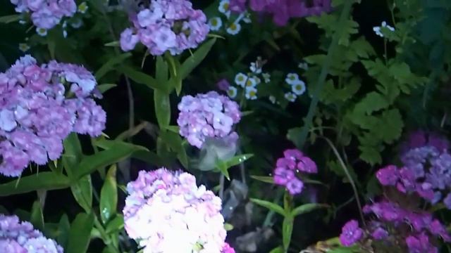 Ночные бабочки на турецкой гвоздике 2 смотреть онлайн