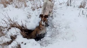 Фокстерьер Люська. Охота на норе. Норные собаки.