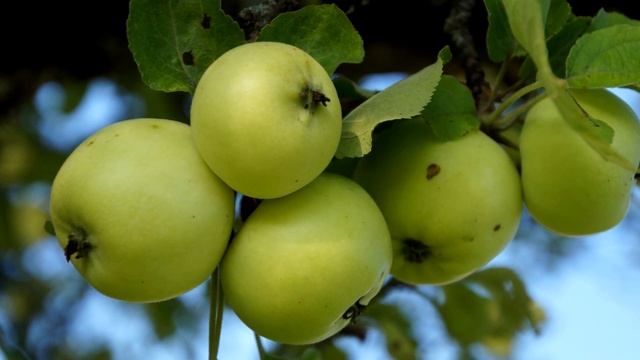Яблоня плодоносит каждый год, даже фермеры завидуют, делюсь секретом повышения урожайности яблок! смотреть онлайн
