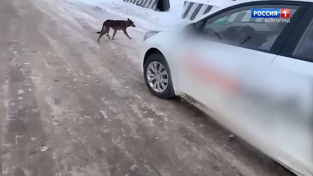 В Светлоярском районе полицейские остановили машину, полную осетров смотреть онлайн