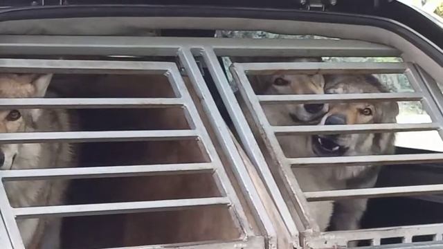 Як гавкають вовки смотреть онлайн